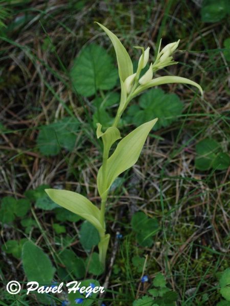 Cephalanthera damasonium